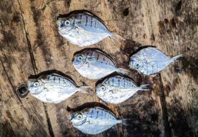Delicious Ponyfish