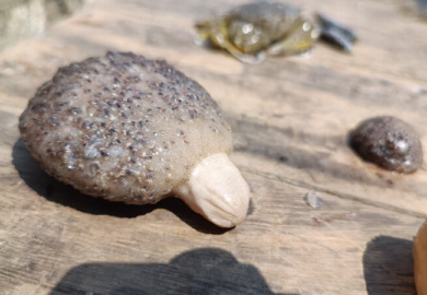 A strange creature at the bottom of the Sea
