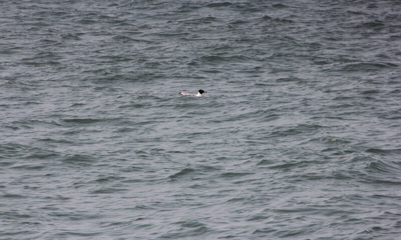 A Common black-headed gull is floating in the deep Bay of Bengal. They sometimes float alone in the sea and sometimes in groups. This bird mainly feeds on small marine fish floating on the water's surface. This photo was taken in the Bay of Bengal, 65 kilometres off the coast of Kuakata, Bangladesh.