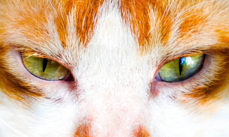 A predator's eyes never blink when the target is in sight.